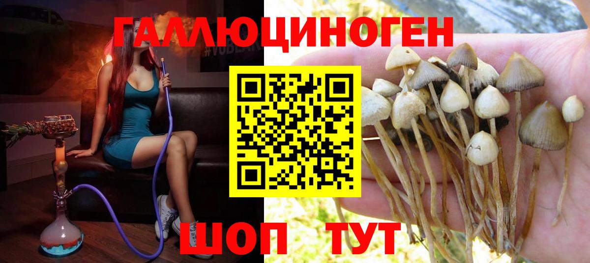 Псилоцибиновые грибы Psilocybe  Вход с VPN  Канск 